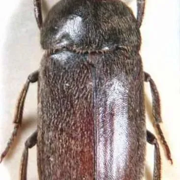 thumbnail for publication: Black Larder Beetle, Incinerator Beetle, Dermestes ater DeGeer (Insecta: Coleoptera: Dermestidae)